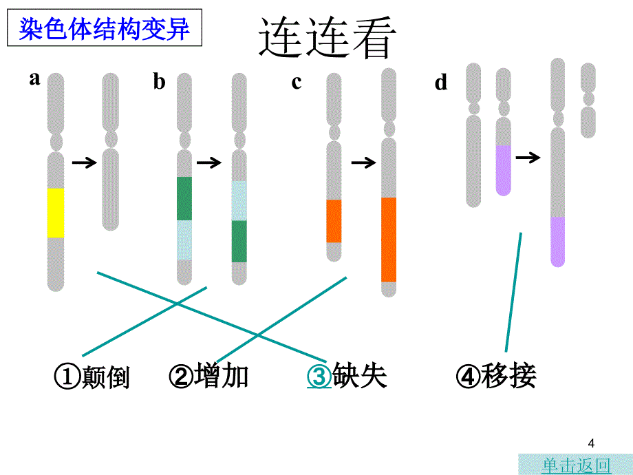 生物5.2染色体变异课件1新人教版必修2_第4页