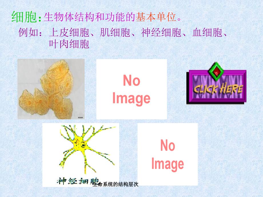 生命系统的结构层次课件_第3页