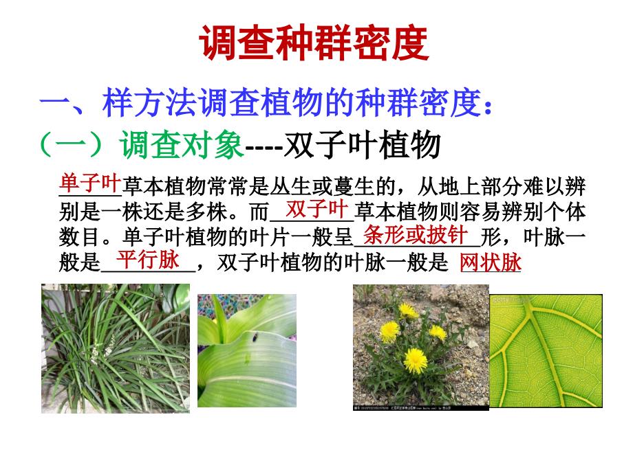 高中生物必修三4.1调查种群密度实验探究_第1页
