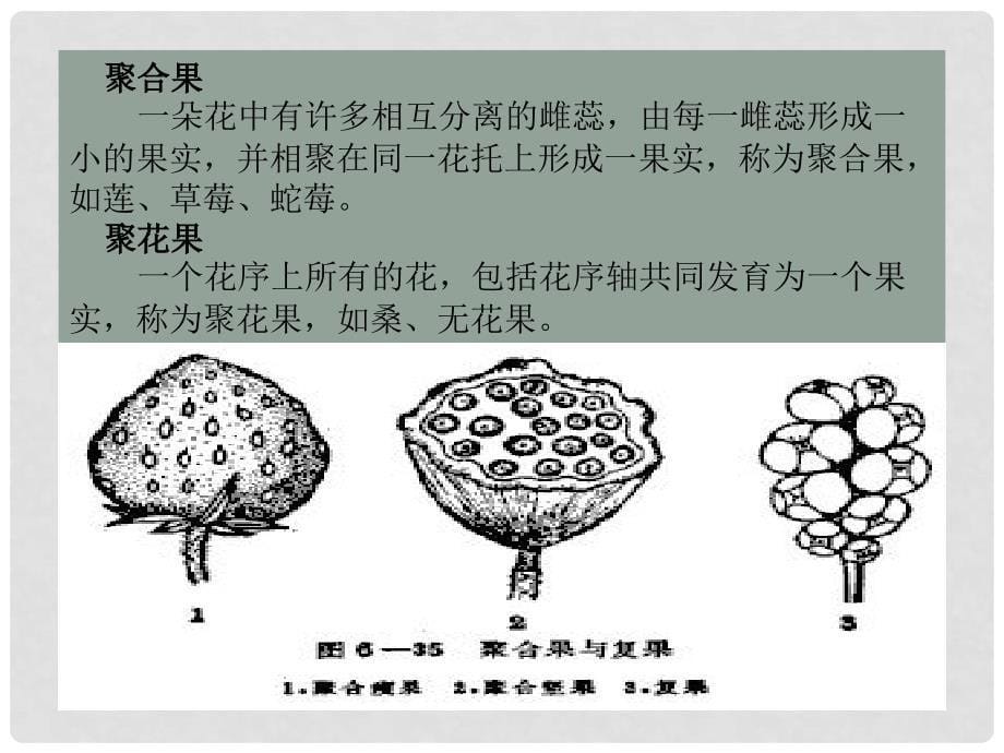 三年级科学下册 果实和种子 3课件 苏教版_第5页