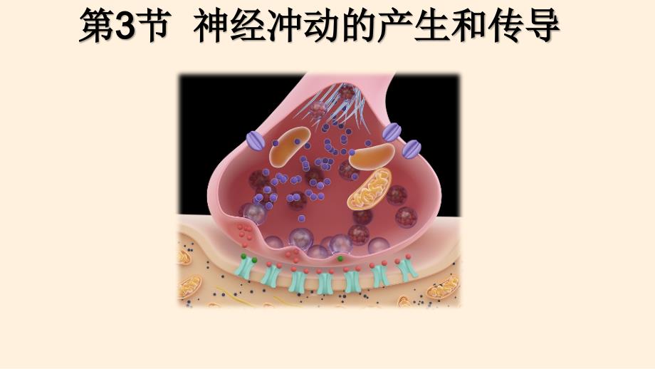 【高中生物】神经冲动的产生和传导课件 2022-2023学年高二上学期生物人教版选择性必修1_第1页