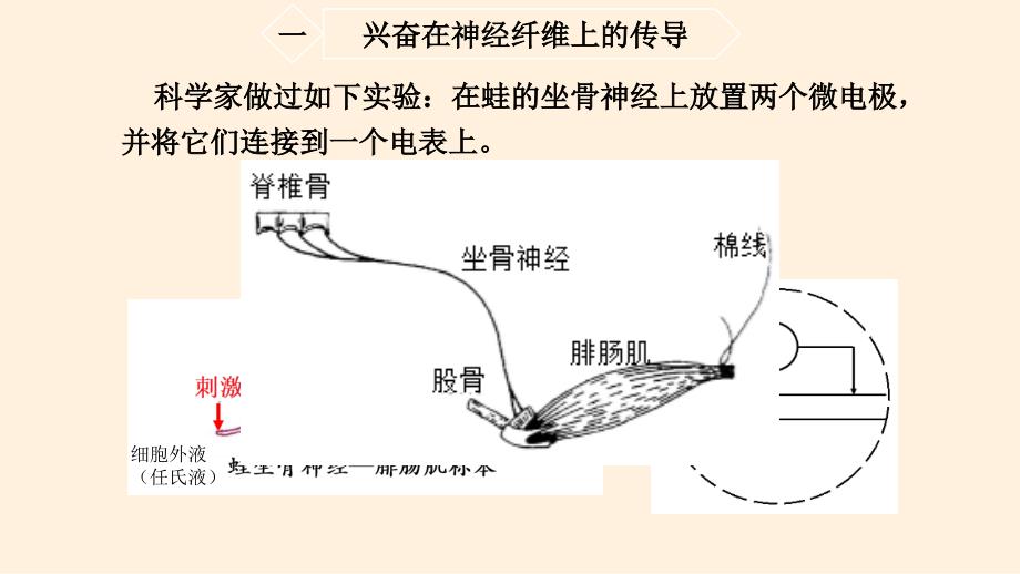 【高中生物】神经冲动的产生和传导课件 2022-2023学年高二上学期生物人教版选择性必修1_第4页