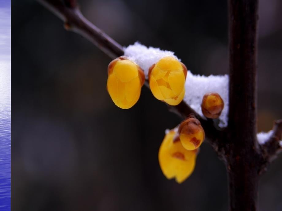 《踏雪寻梅》_第4页