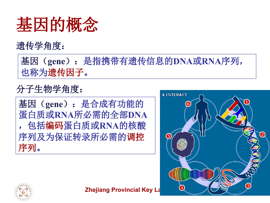 基因、基因组和基因组学_第4页