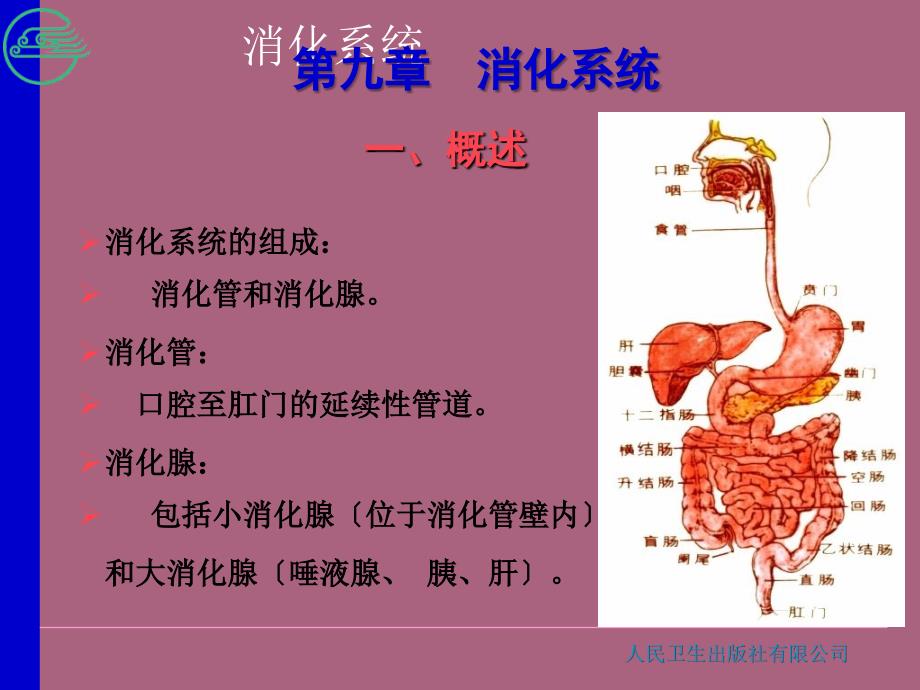 第九章消化系统ppt课件_第3页