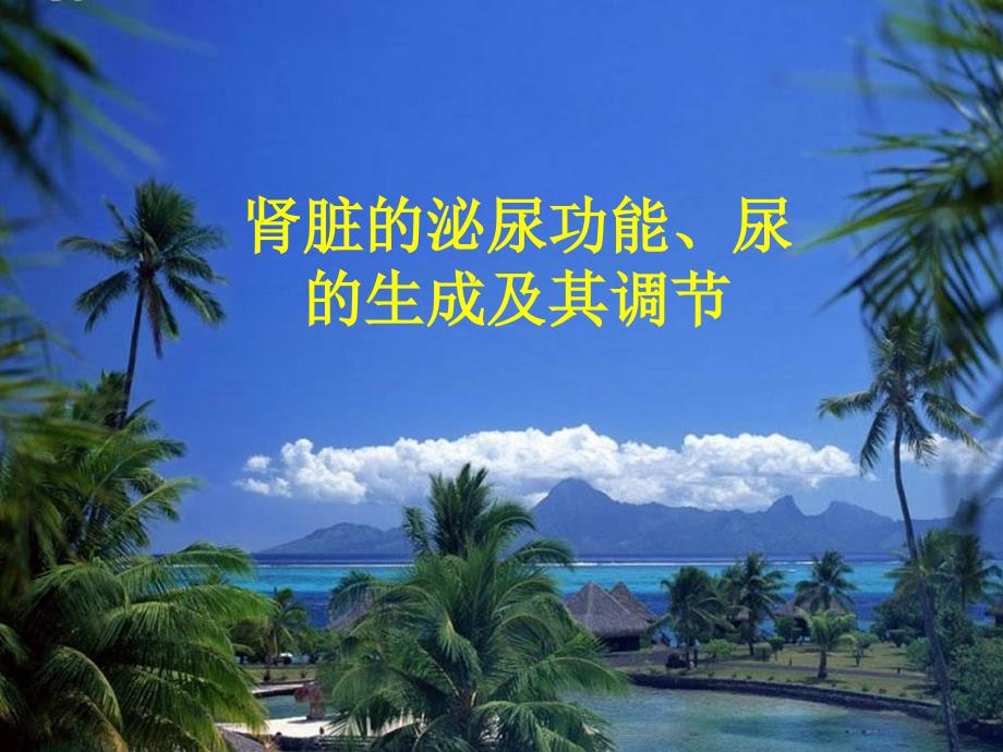 肾脏的泌尿功能、尿的生成及其调节.ppt_第1页