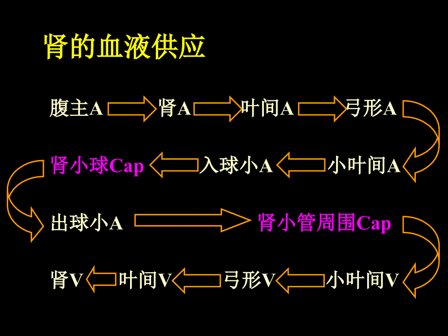 肾脏的泌尿功能、尿的生成及其调节.ppt_第4页