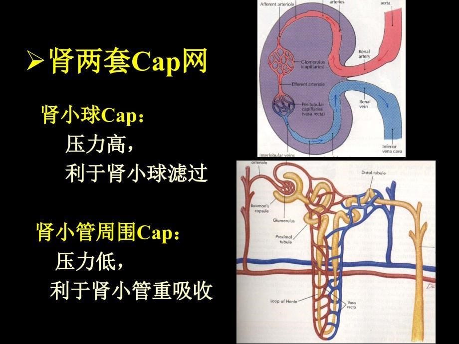 肾脏的泌尿功能、尿的生成及其调节.ppt_第5页