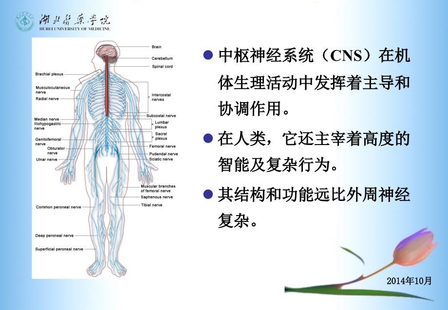 中枢神经系统药理(12)(护理专业)_第2页