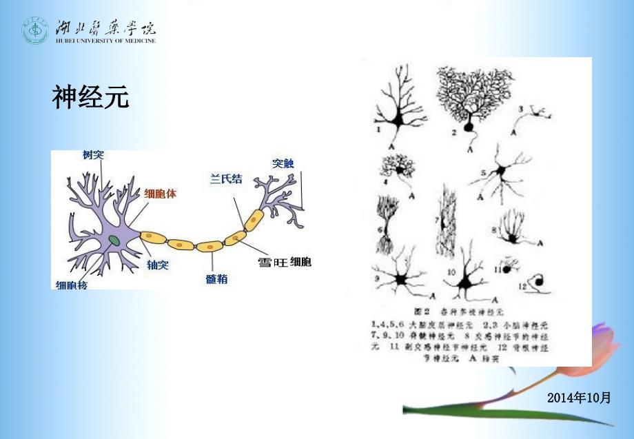 中枢神经系统药理(12)(护理专业)_第4页