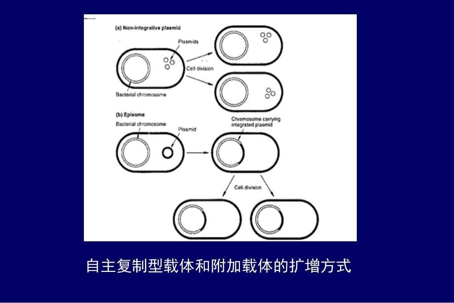 第四章克隆载体的特征及类型_第5页