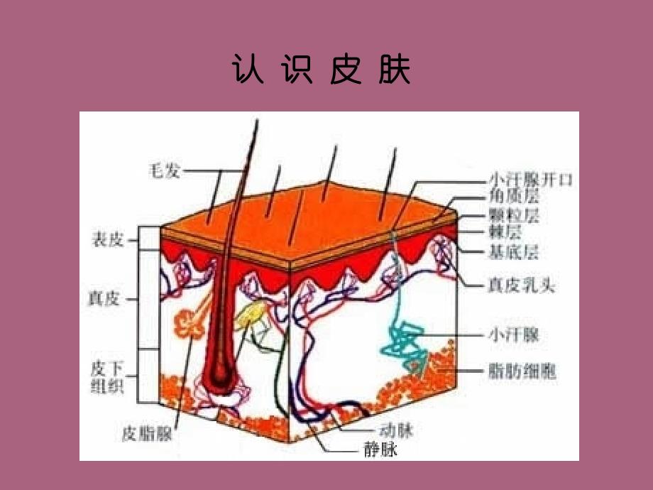 医学美容护肤基础培训ppt课件_第3页