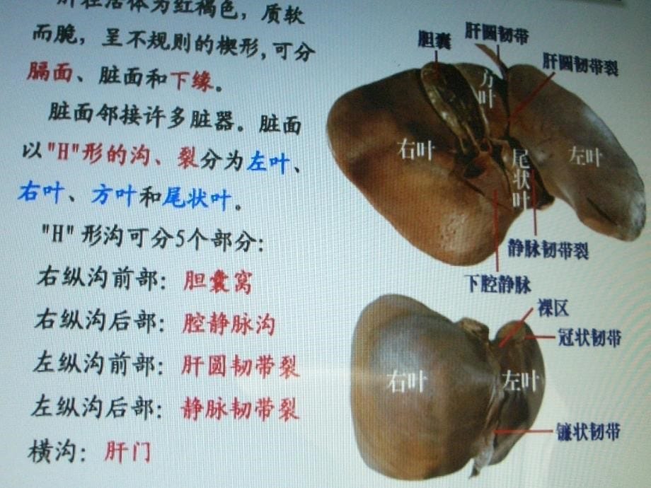 肝胆彩超检查结果分析.ppt_第5页