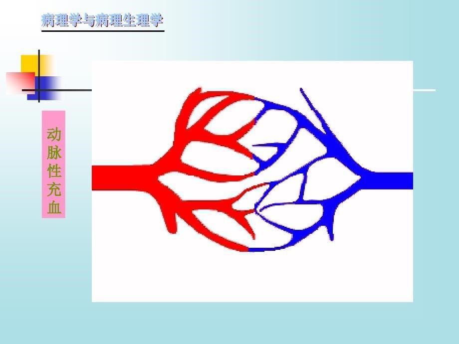 实验2局部血液循环障碍_第5页