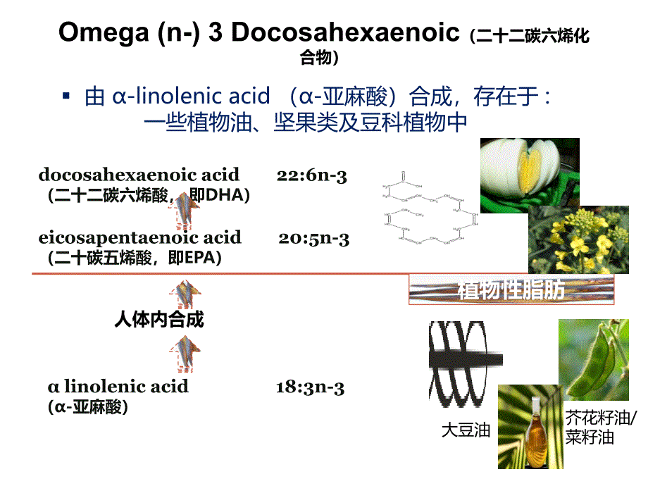 脂肪酸及其认知发展讲义_第3页