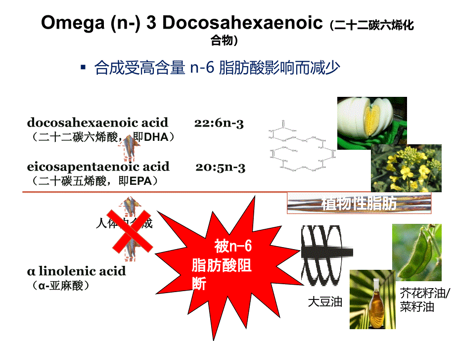 脂肪酸及其认知发展讲义_第4页