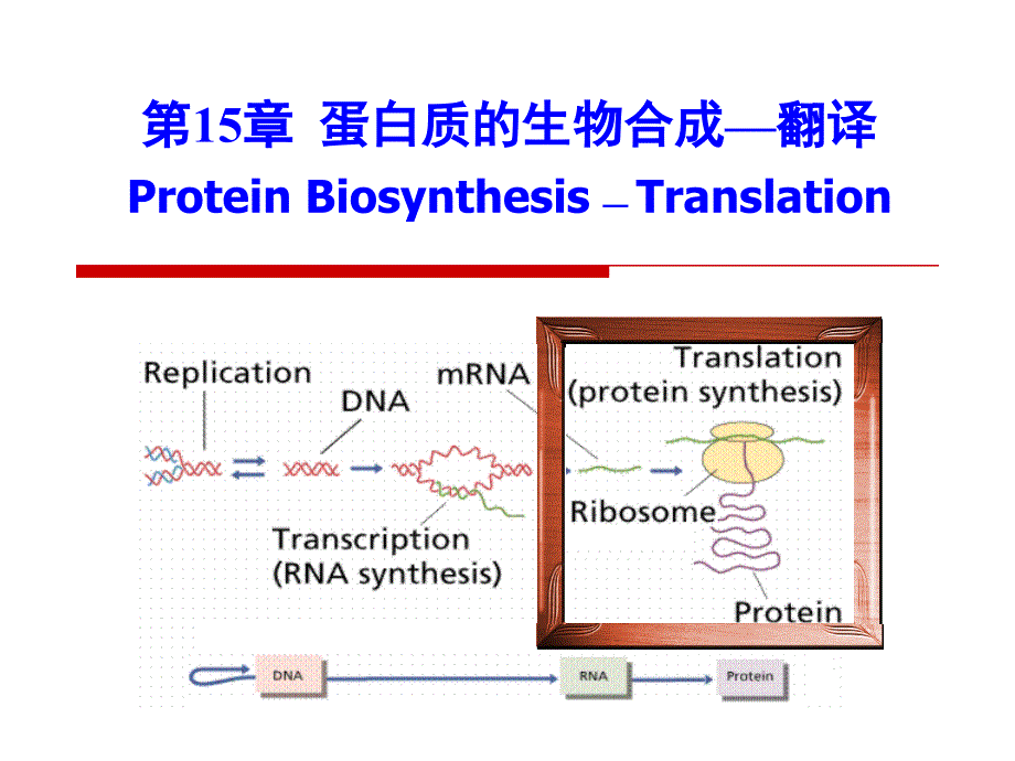 《生物化学》教学课件：第15章 蛋白质的生物合成_第1页