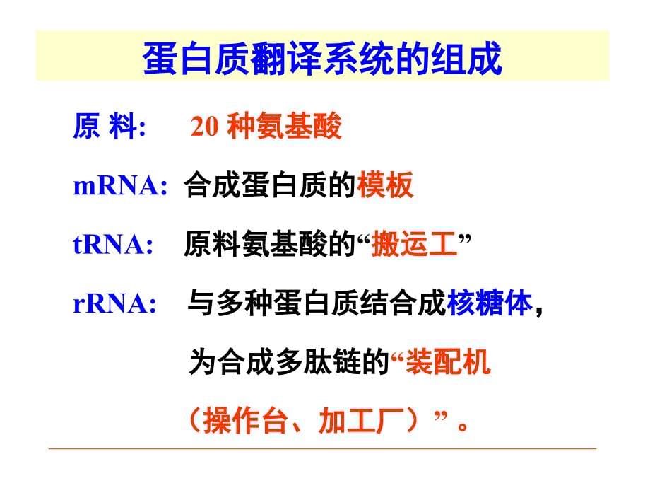 《生物化学》教学课件：第15章 蛋白质的生物合成_第5页