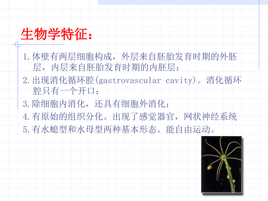 动物生物学腔肠动物MicrosoftPowerPoint演示文稿恢复_第4页