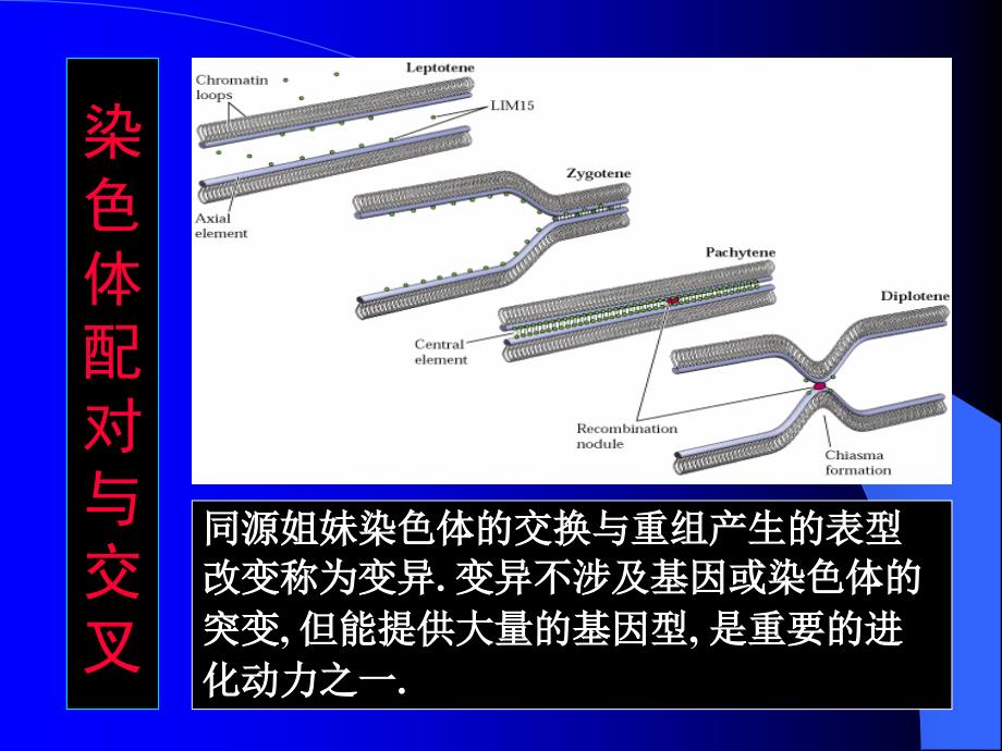 分子生物学张海红第1213章 基因组进化的机制与模式_第3页