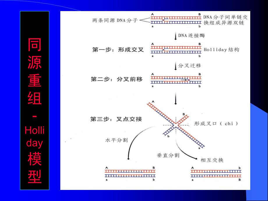 分子生物学张海红第1213章 基因组进化的机制与模式_第4页