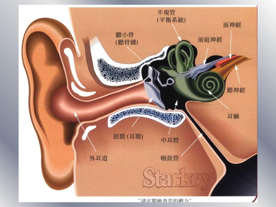 急性化脓性中耳炎课件_第2页