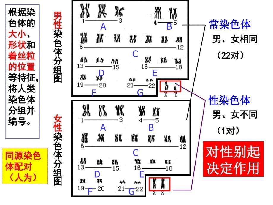 性染色体与伴性遗传_第5页