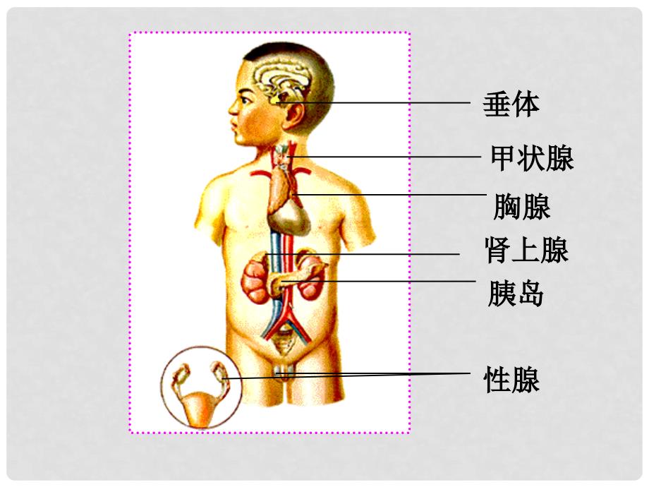 山西省晋中市介休四中高中生物 2.2 通过激素的调节课件 新人教版必修3_第3页