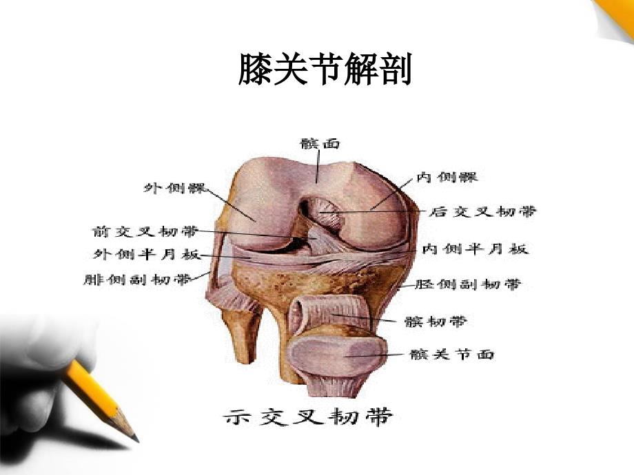 关节镜下半月板切除术手术配合.ppt_第4页