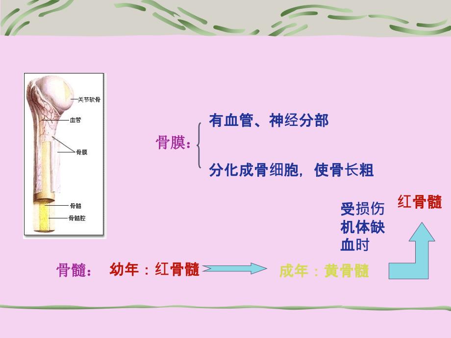 动物的运动系统ppt课件_第3页