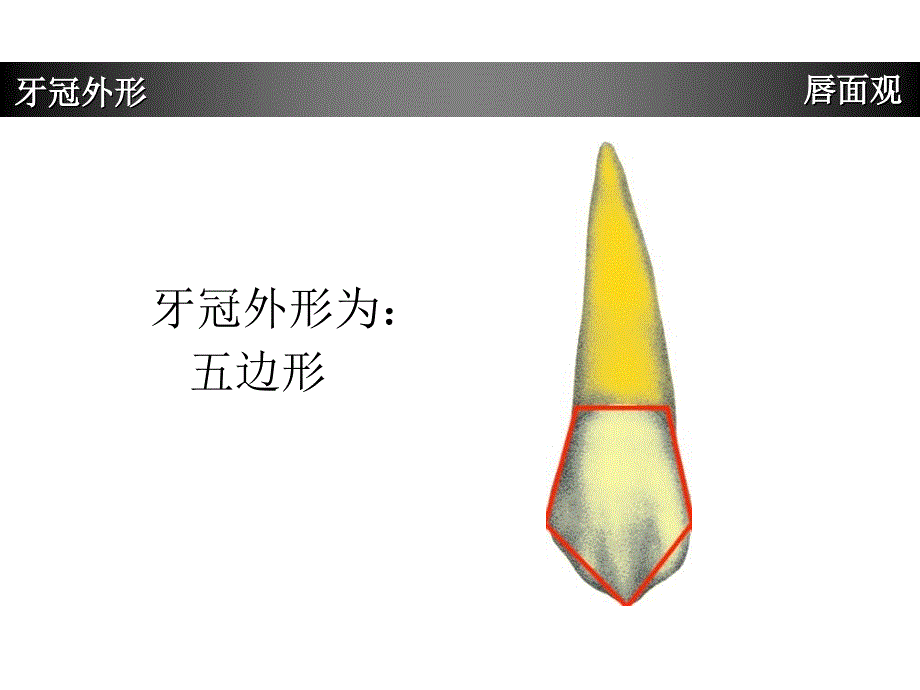 上颌尖牙牙体形态简述_第4页