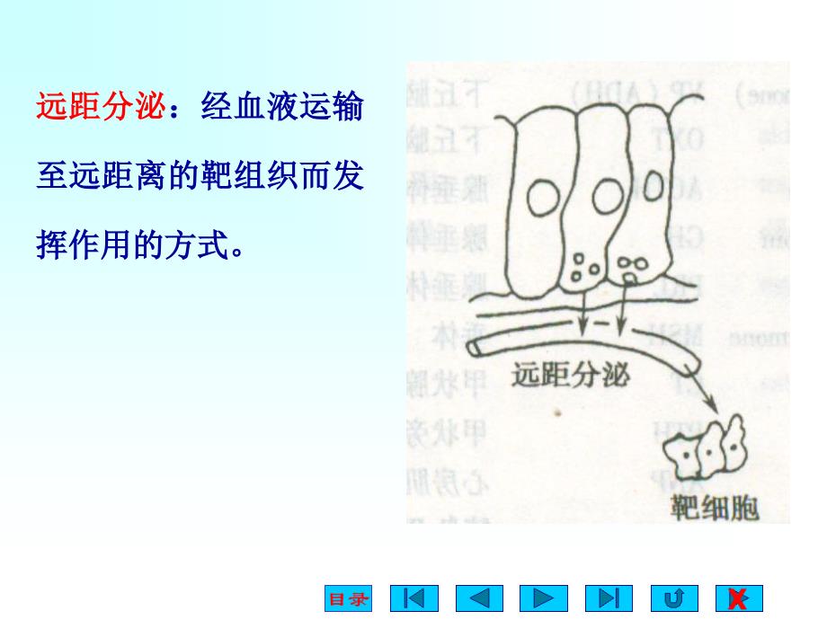 内分泌系统生理ppt课件_第4页