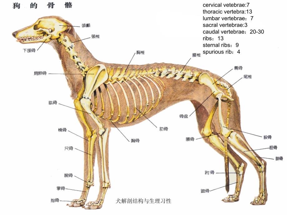 犬解剖结构与生理习性课件_第2页