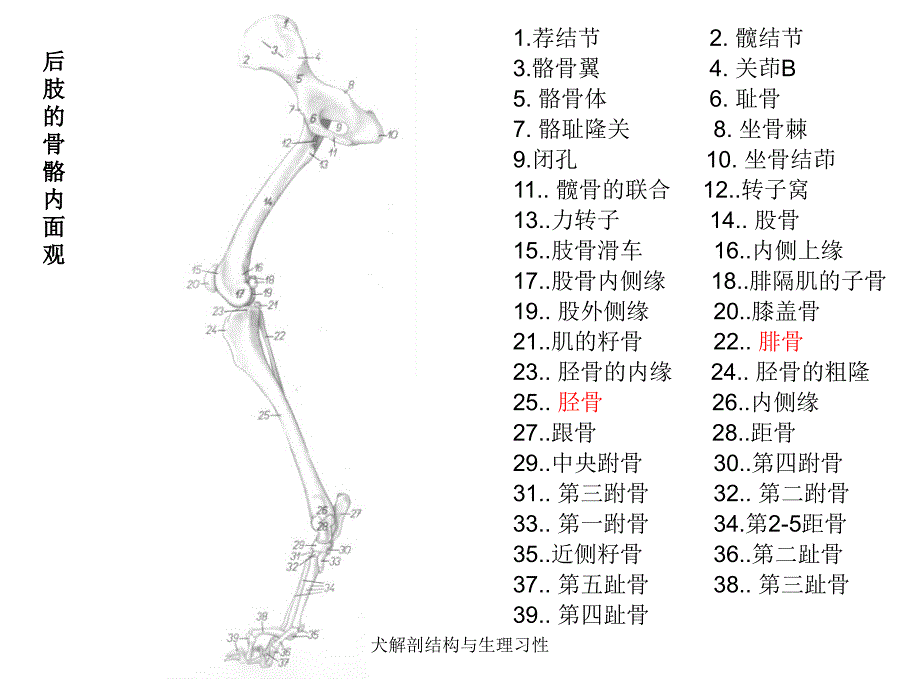 犬解剖结构与生理习性课件_第4页