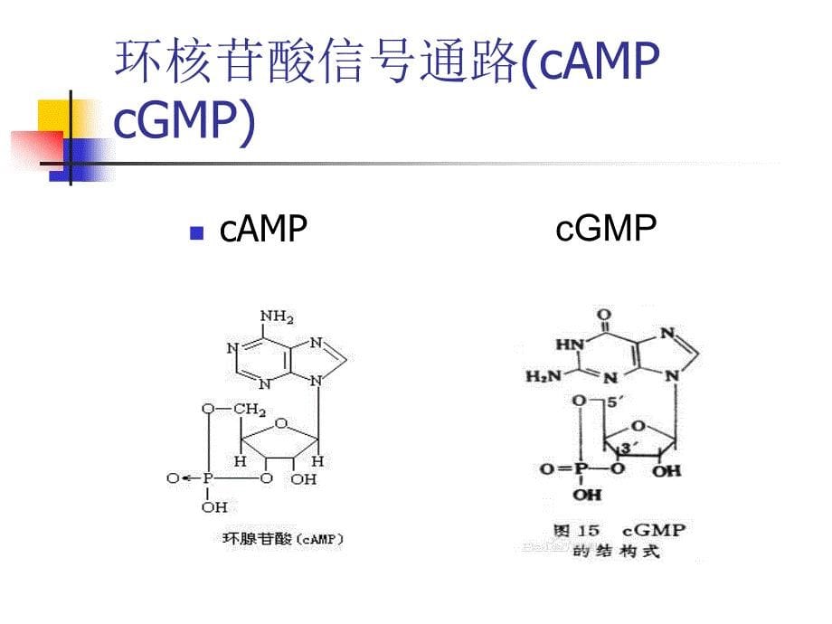 环核苷酸磷酸二酯酶PDE作为药物靶点探究进展_第5页