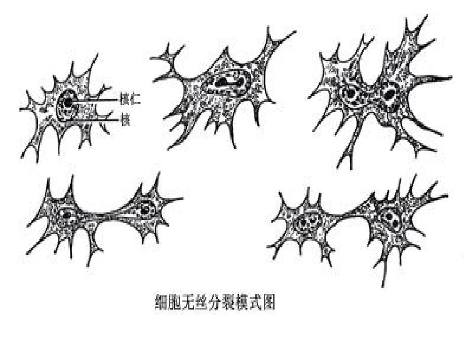 细胞遗传学染色体的动态_第3页