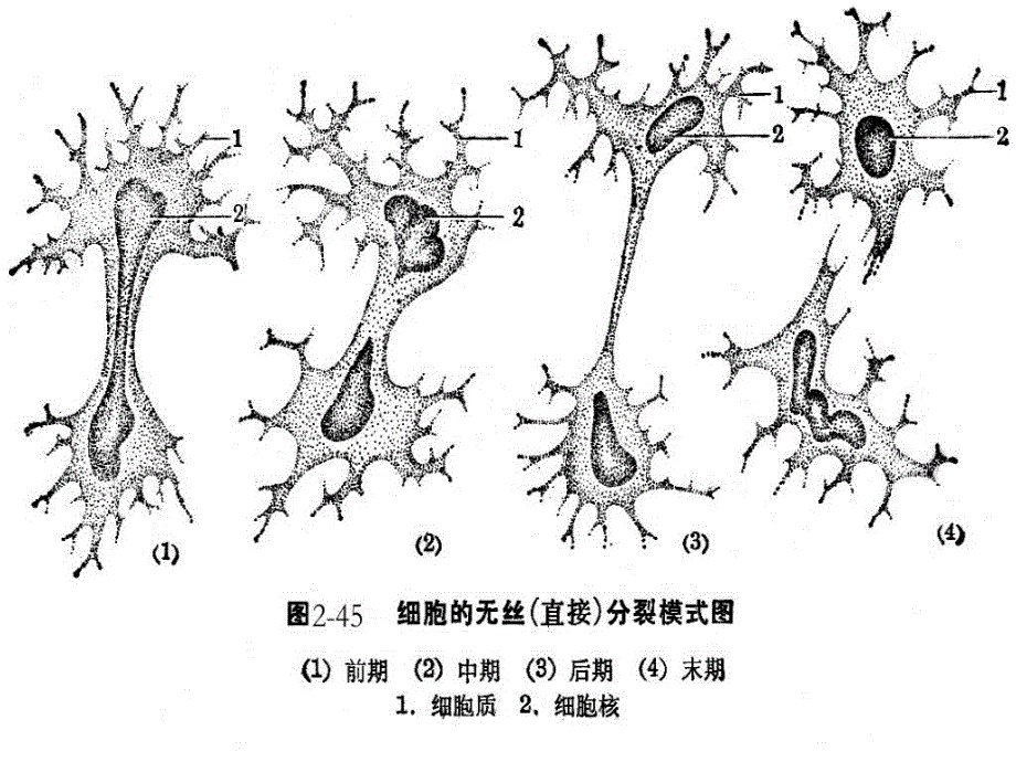 细胞遗传学染色体的动态_第4页