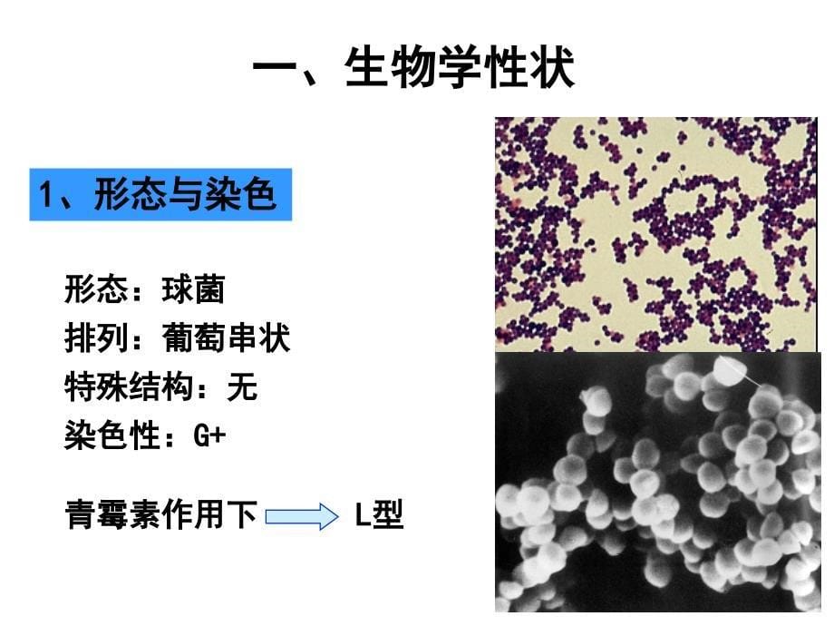 化脓性球菌PPT课件_第5页