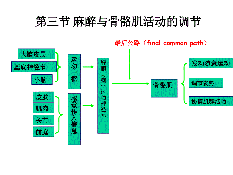 第四节麻醉与运动_第1页