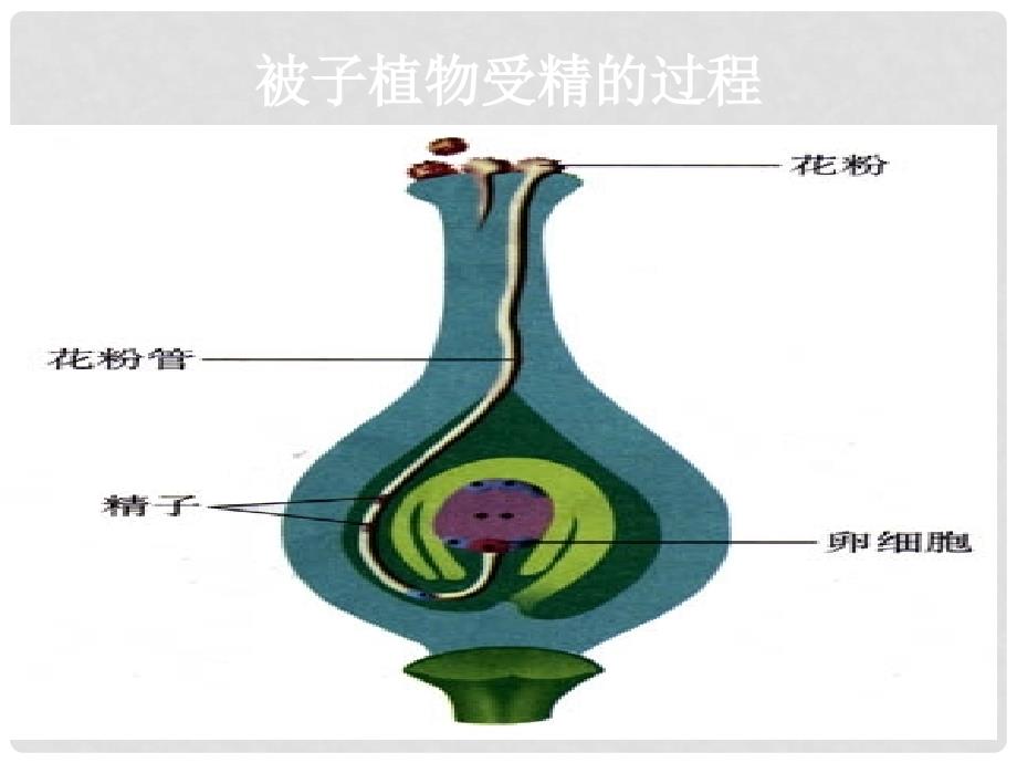 山东省鄄城县箕山中学八年级生物上册 4.3.1 婴儿的诞生课件1 （新版）济南版_第2页