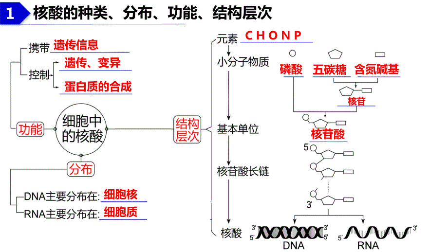 【课件】2023届高三生物一轮复习课件+核酸是遗传信息的携带者_第3页