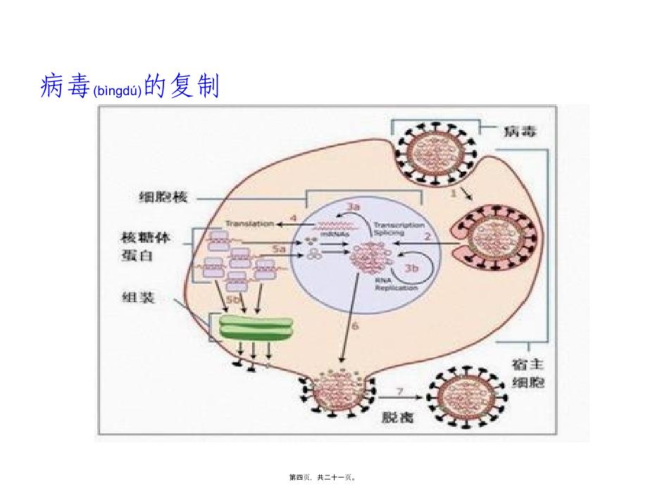 主要禽病研究及其防控课件_第4页