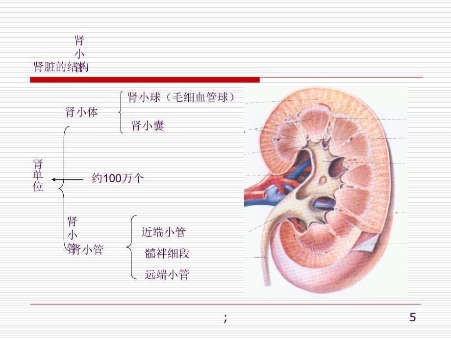 肾脏疾病ppt课件_第5页