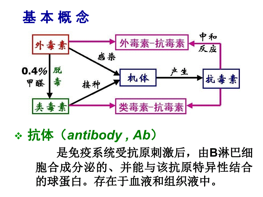 2第二章免疫球蛋白_第2页