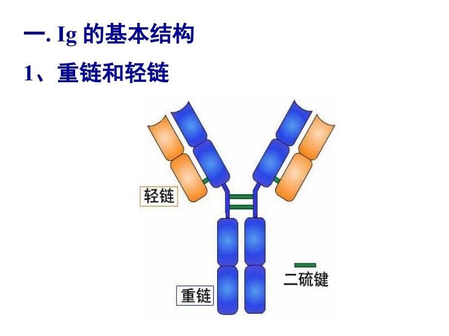 2第二章免疫球蛋白_第5页