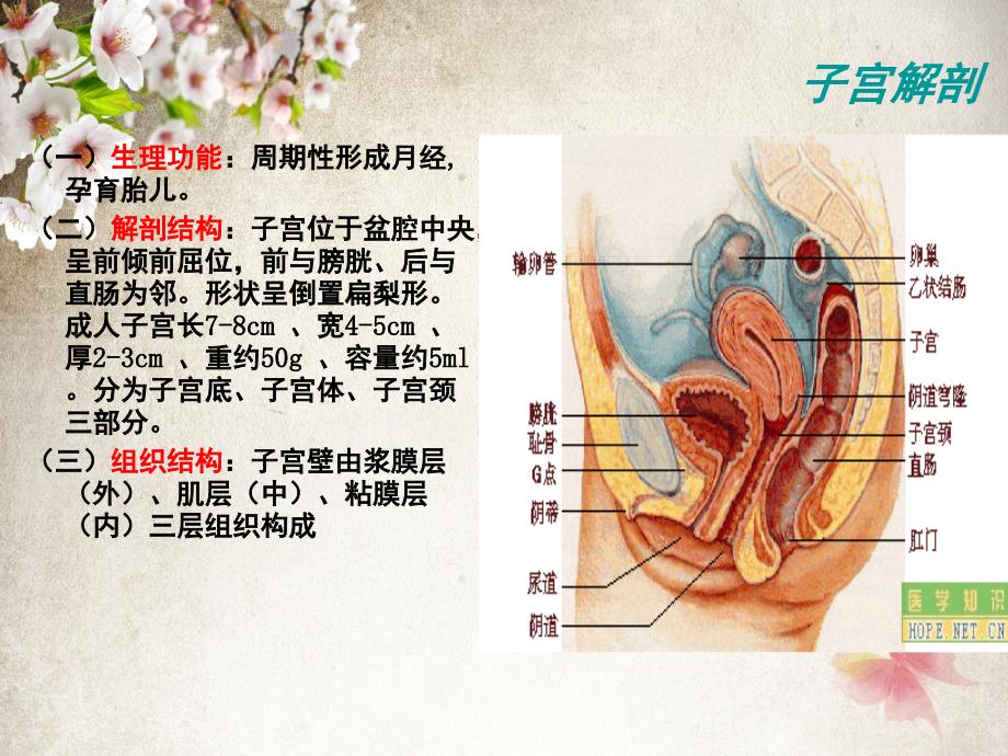 腹全子宫切除术的手术配合_第4页