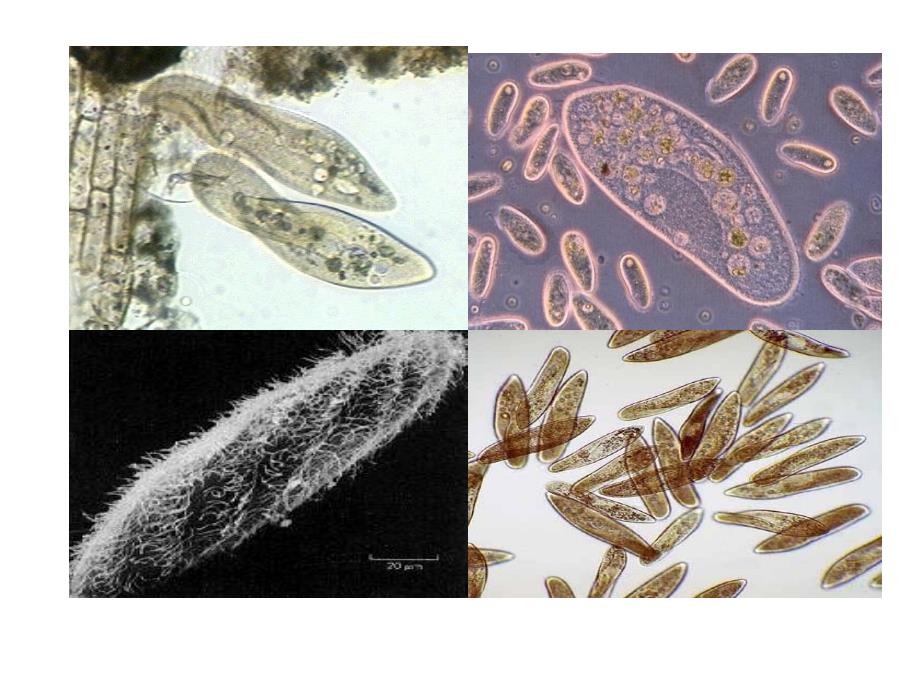 224单细胞生物 (2)_第4页