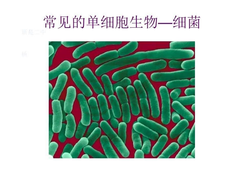 224单细胞生物 (2)_第5页