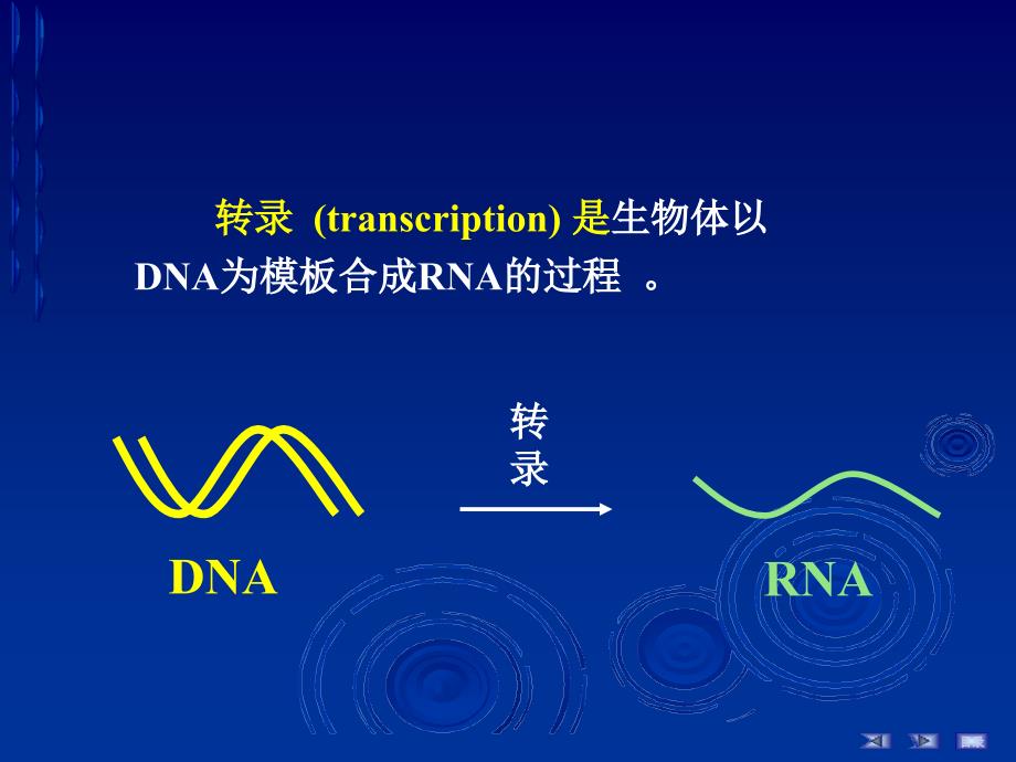 第十四章RNA的生物合成中药_第2页