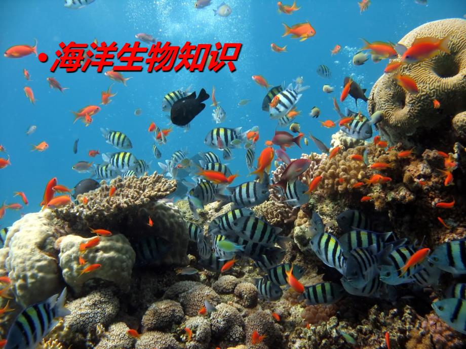 海洋生物知识ppt课件.ppt_第1页